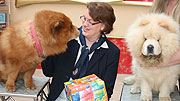 Circus Krone 2016: zwei prachtvolle Löwenhunde (Chow Chow) KING UND LION übergaben 12.000 Freikarten an die 3.Bürgermeisterin Christine Strobl (©Foto: Martin Schmitz)